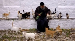 Kot krščanska cerkev obravnava mačke